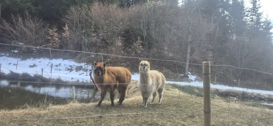 Zwei Alpakas auf der Weide an der Geroldsmühle