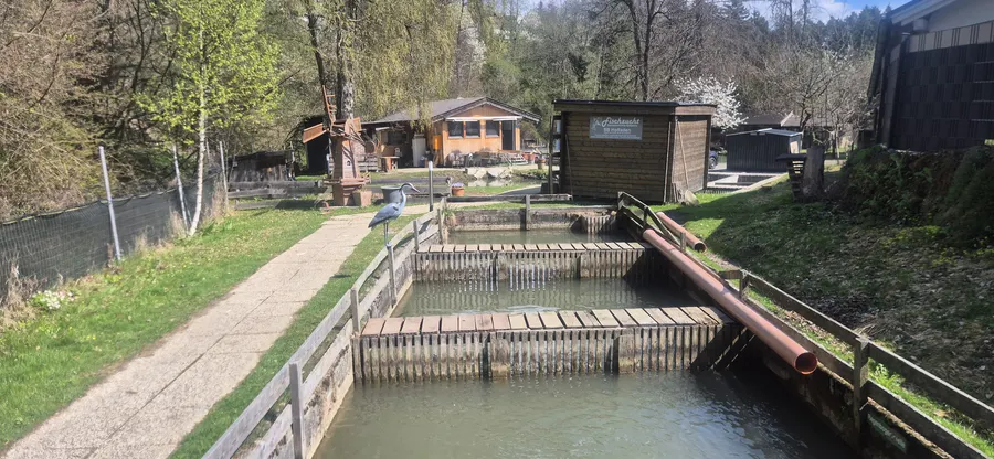 Aufzuchtbecken der Fischzucht mit klarem Wasser
