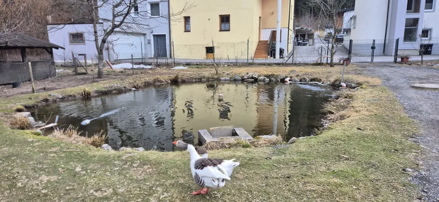 Gans am Naturteich der Fischzucht